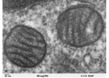 科学家确定线粒体钙吸收和生物能学的关键因素