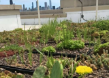 富含真菌的土壤可以提高绿色屋顶的可持续性