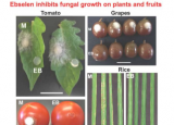 植物生物学家发现有前途的新型杀菌剂