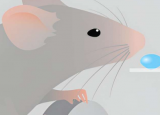 实验揭示了老鼠的战略思维