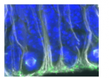 研究结果揭示胚胎神经干细胞发育对后期神经再生能力的影响